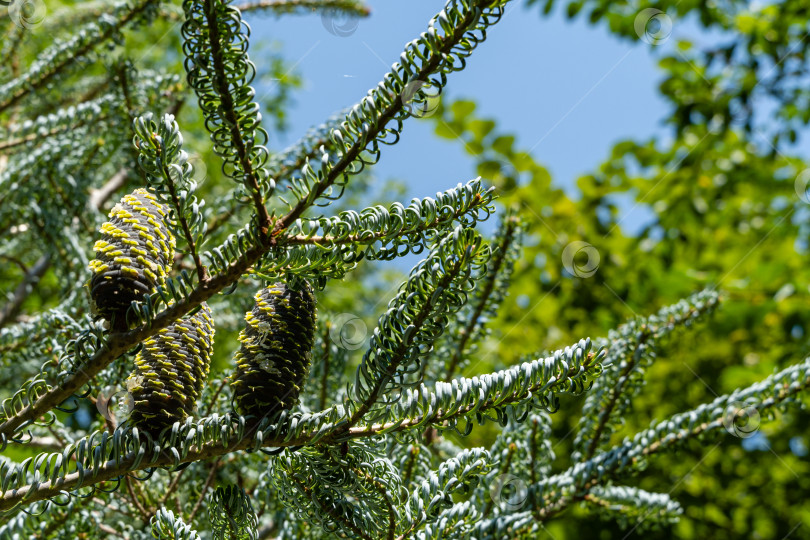 Скачать Ель Abies koreana Silberlocke. Молодые голубые шишки на ветке ели Abies koreana Silberlocke. Размытый фон. Выборочный фокус. Кружащиеся зеленые и серебристые иголки ели на ветках корейской ели. фотосток Ozero