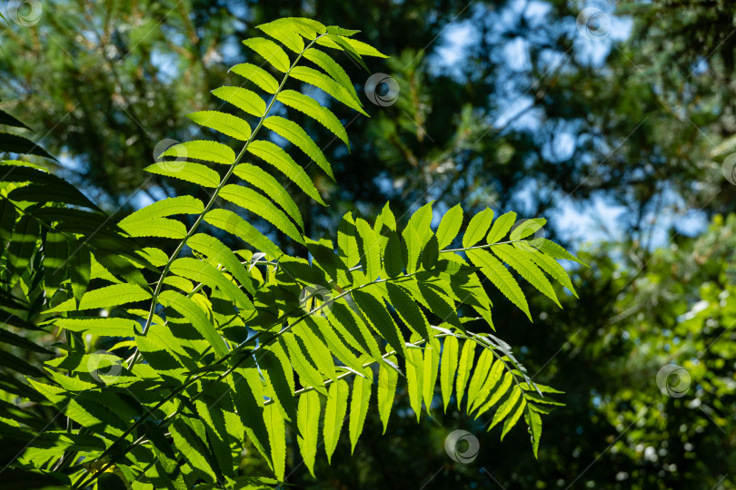 Скачать Дерево Rhus typhina (сумах рогатый, Anacardiaceae). Крупный план. Зеленые листья сумаха рогатого на размытом фоне зелени сада. Выборочный фокус. Свежие обои с концепцией природы. Место для текста фотосток Ozero