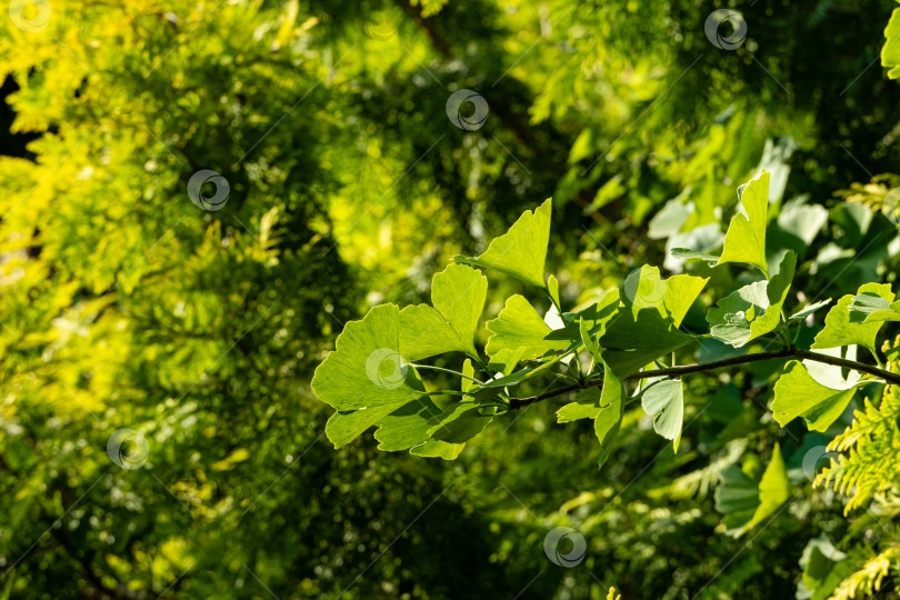 Скачать Дерево гинкго (Ginkgo biloba) или гингко. Ярко-зеленый молодой лист на размытом фоне золотистой листвы туи западной Aurea. Выборочный крупный план. Свежая концепция природы обоев. Место для вашего текста фотосток Ozero