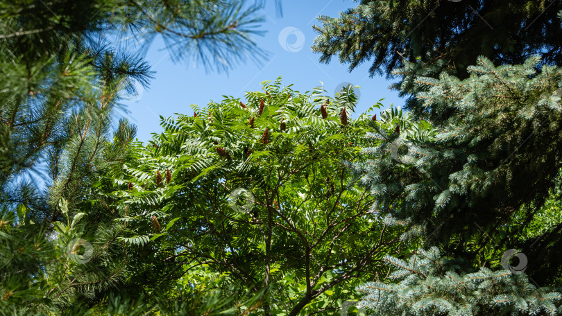 Скачать Молодые ветви с зелеными резными листьями дерева Rhus typhina (сумах рогатый, Anacardiaceae), окруженного ветвями вечнозеленых растений на фоне голубого июльского неба. Крупный план. Концепция природного дизайна. фотосток Ozero