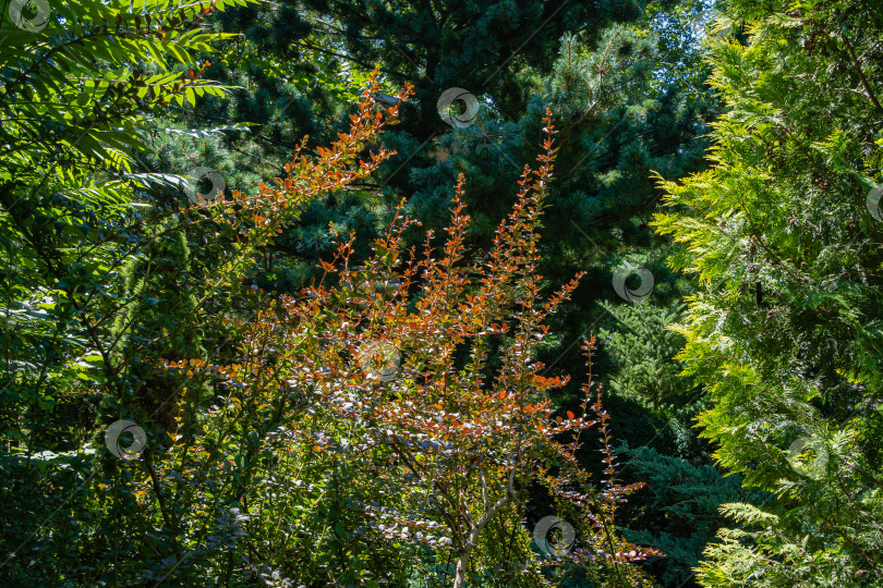 Скачать Куст барбариса Berberis thunbergii Atropurpurea. Красивая фиолетовая листва на изогнутых ветвях куста барбариса.  Вечнозеленый ландшафтный сад. Природная концепция дизайна. фотосток Ozero