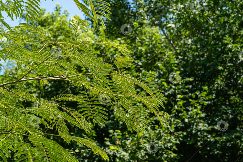 Скачать Albizia julibrissin - персидское шелковое дерево или розовое шелковое дерево семейства Fabaceae. Резные листья на ветвях акации на размытом фоне зелени сада. Крупный план. Атмосфера спокойной релаксации. фотосток Ozero