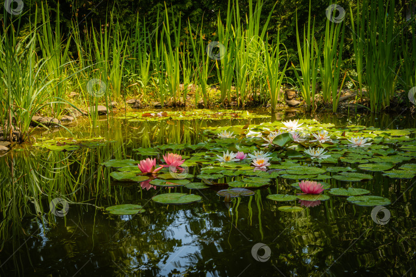 Скачать Две большие ярко-розовые водяные лилии или цветок лотоса на фоне оранжевого заката в пейзажном пруду. Крупный план. Нимфея отражается в воде. Атмосфера спокойного расслабления, счастья и любви. фотосток Ozero