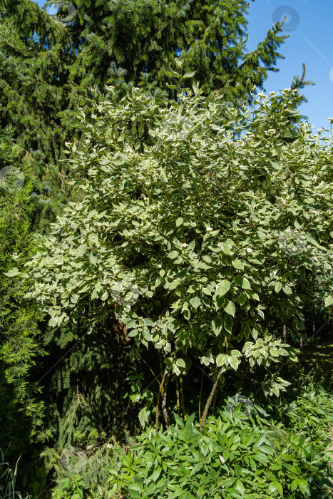 Скачать Cornus alba Elegantissima или Свидина белая в окружении вечнозеленых растений. Пестрые листья на ветвях куста Cornus alba Elegantissima. Атмосфера расслабляющего праздника счастья и любви. фотосток Ozero