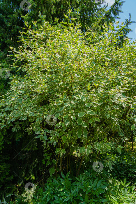 Скачать Цветущий куст пестрого кустарника Cornus alba Elegantissima или Белой свидины. Белые цветы среди пестрых листьев на ветвях цветущего куста. Размытый темно-зеленый фон. Выборочный фокус. фотосток Ozero