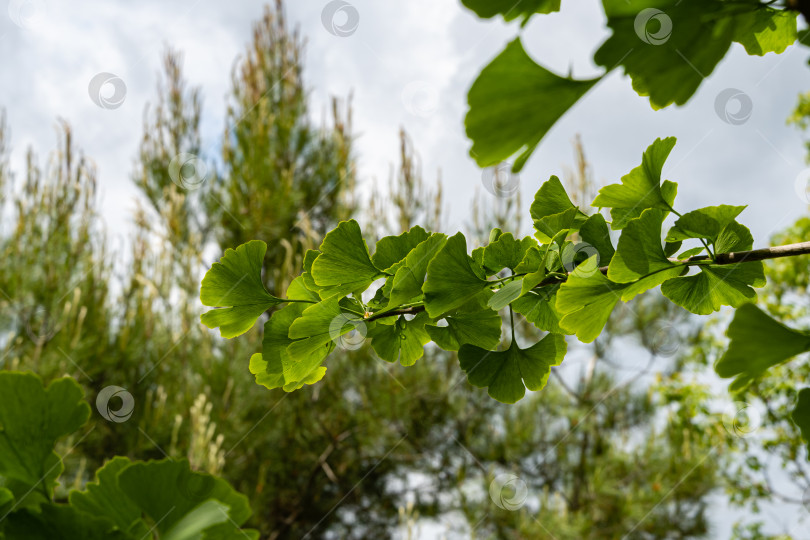 Скачать Дерево гинкго (Ginkgo biloba) или гингко. Ветка с ярко-зелеными молодыми листьями на дереве гинкго. Размытый фон зелени сада. Выборочный фокус. Крупный план. Весенний ландшафтный сад. Место для текста. фотосток Ozero