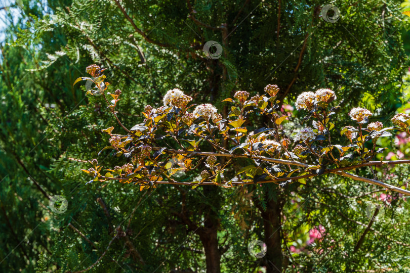 Скачать Соцветия белых цветов Physocarpus opulifolius diabolo или Ninebark с фиолетовыми листьями на размытом фоне вечнозеленых растений. Выборочный фокус. Цветочный пейзаж, концепция фона природы фотосток Ozero