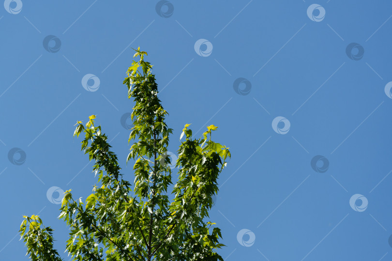 Скачать Яблочный кленовый сахарин в солнечный весенний день. Молодые ярко-зеленые листья на ветвях клена на фоне голубого неба. Избирательный подход. Концепция природы в дизайне. фотосток Ozero