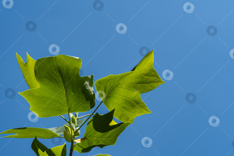 Скачать Огромные ярко-зеленые листья тюльпанного дерева на фоне голубого неба. Крупный план. Ландшафтный сад. Атмосфера любви и спокойствия. Концепция природы для дизайна. Есть место для тестирования. фотосток Ozero
