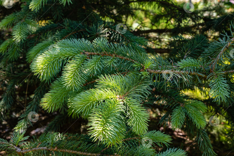 Скачать Молодая голубая ель Picea pungens. Молодые ярко-зеленые мягкие побеги на ветке голубой ели Picea pungens. Размытый темный фон. Выборочный фокус. Вечнозеленый ландшафтный сад. Концепция природы для дизайна фотосток Ozero