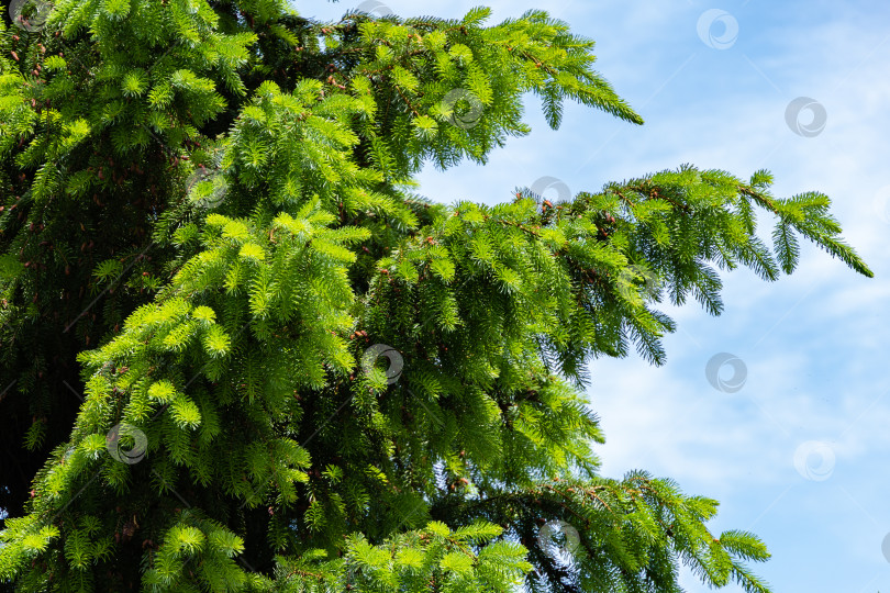 Скачать Сербская ель Picea omorika. Молодая поросль с иголками на ветвях сербской ели Picea omorika на фоне голубого неба. Весенний вечнозеленый ландшафтный сад. Крупный план. Солнечный день. Выборочный фокус. фотосток Ozero