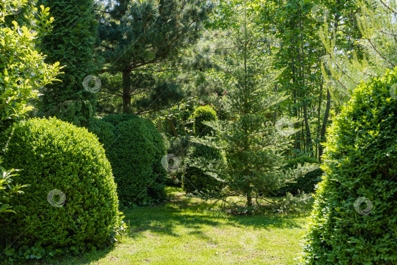 Скачать Ель Abies koreana окружена вечнозелеными растениями. Туя западная, сосна Глаука японская и самшит растут со всех сторон. Вечнозеленый ландшафтный сад. Весенний солнечный день. Концепция природы для дизайна. фотосток Ozero