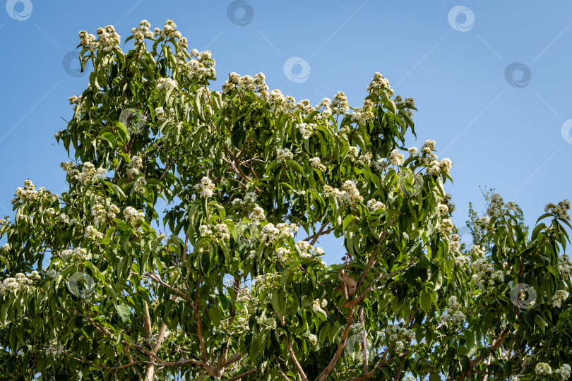 Скачать Цветущие деревья Heptacodium miconioides или Seven son в зоне отдыха возле фонтана бугенвиллия. Крупный план белых цветов на фоне голубого неба. Городской парк "Краснодар" или парк Галицкого. фотосток Ozero