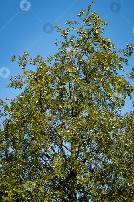 Скачать Лысый кипарис Taxodium Distichum (болотный, белый кипарис, заливной или приливный красный кипарис) зеленое дерево на фоне голубого неба. Общественный ландшафтный городской парк Краснодара или "Парк Галицкого". фотосток Ozero