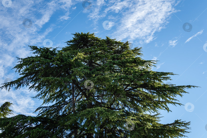 Скачать Величественная крона гималайского кедра, Cedrus Deodara (Кедр Деодар, гималайский кедр) на фоне голубого неба с белыми облаками. Крупный план. Гималайские кедры в ландшафтных парках города-курорта Сочи. фотосток Ozero