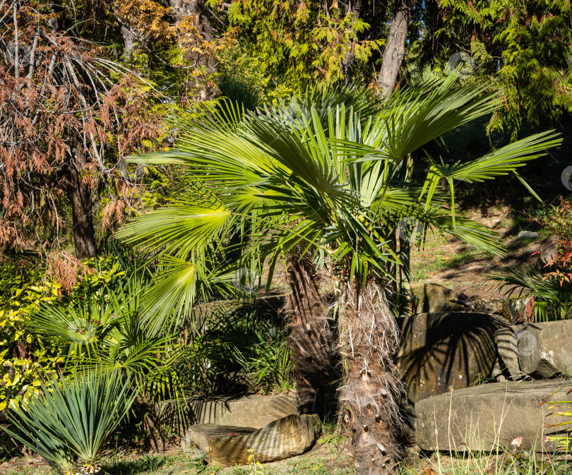 Скачать Красивые листья молодой китайской пальмы ветряной мельницы (Trachycarpus fortunei) или пальмы Чусан на фоне декоративных тропических растений. Крупный план. Общественный парк в центральной части Сочи. Поздняя осень. фотосток Ozero