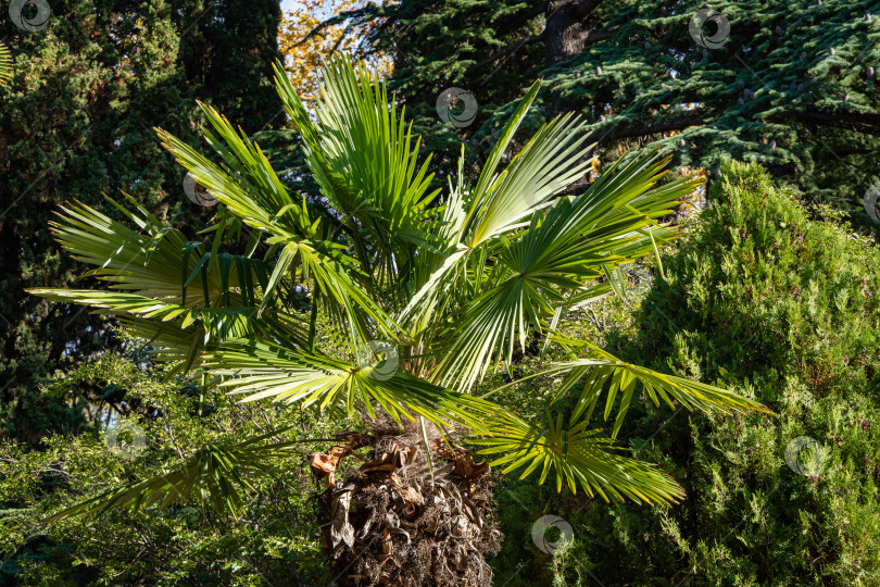 Скачать Красивые листья молодой китайской пальмы ветряной мельницы (Trachycarpus fortunei) или пальмы Чусан на фоне декоративных тропических растений. Крупный план. Общественный парк в центральной части Сочи. Поздняя осень. фотосток Ozero