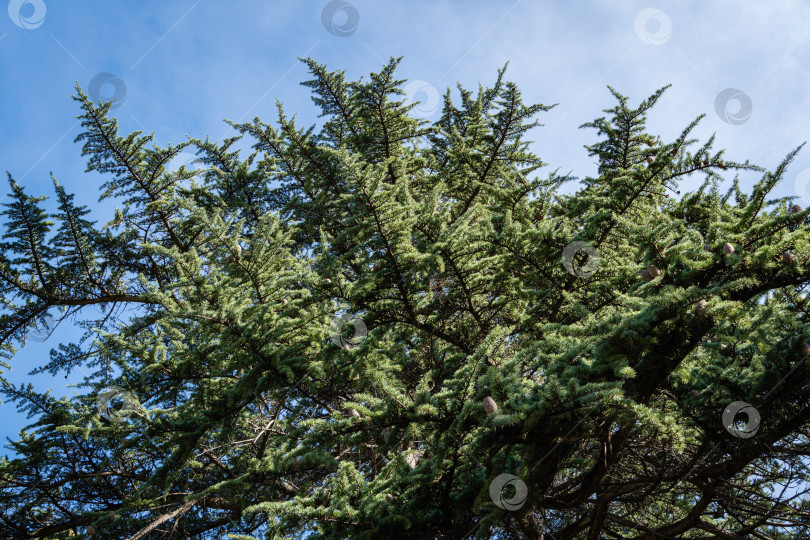 Скачать Величественная крона гималайского кедра, Cedrus Deodara (Кедр Деодар, гималайский кедр) на фоне голубого неба с белыми облаками. Крупный план. Гималайские кедры в ландшафтных парках города-курорта Сочи. фотосток Ozero