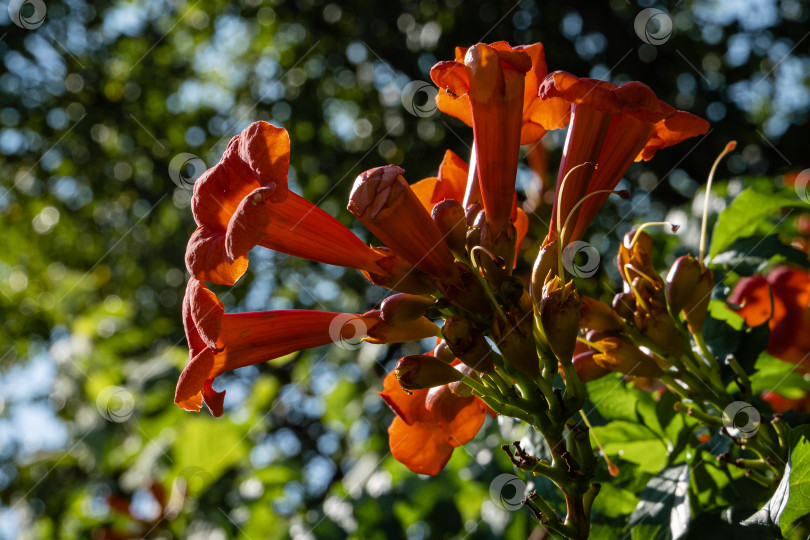 Скачать Трубчатая лиана (Campsis radicans). Распускающиеся красно-оранжевые цветы на размытом фоне зеленых листьев. избирательный фокус. Закрыть. Изображение красивой трубчатой лианы. Летний цветочный пейзаж как концепция. фотосток Ozero