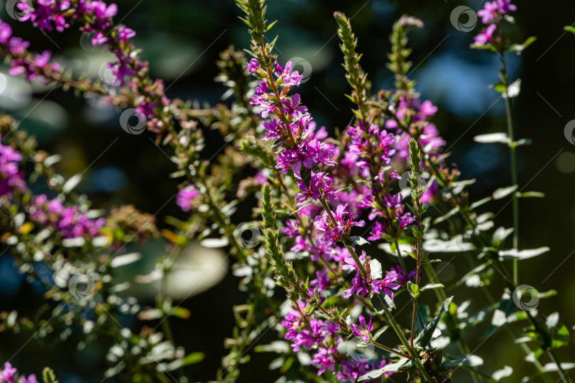 Скачать Lythrum salicaria или багульник красный на берегу садового пруда. Размытый фон. Выборочный фокус. Ландшафтный сад. Цветочный ландшафт. Концепция природы Северного Кавказа для дизайна. фотосток Ozero