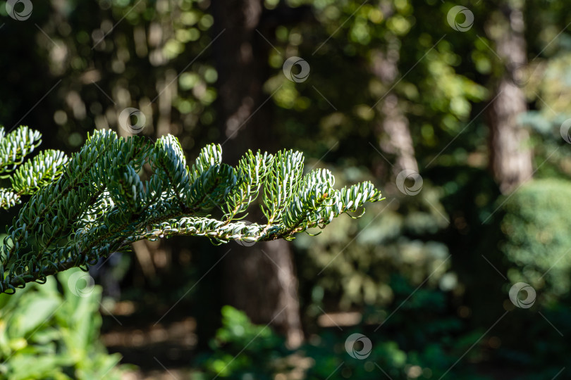 Скачать Ель Abies koreana Silberlocke. Крупный план. Молодые голубые шишки на ветвях ели Abies koreana Silberlocke на размытом фоне. Скрученные иглы зеленого и серебристого цветов. Выборочный фокус. Северный Кавказ. фотосток Ozero