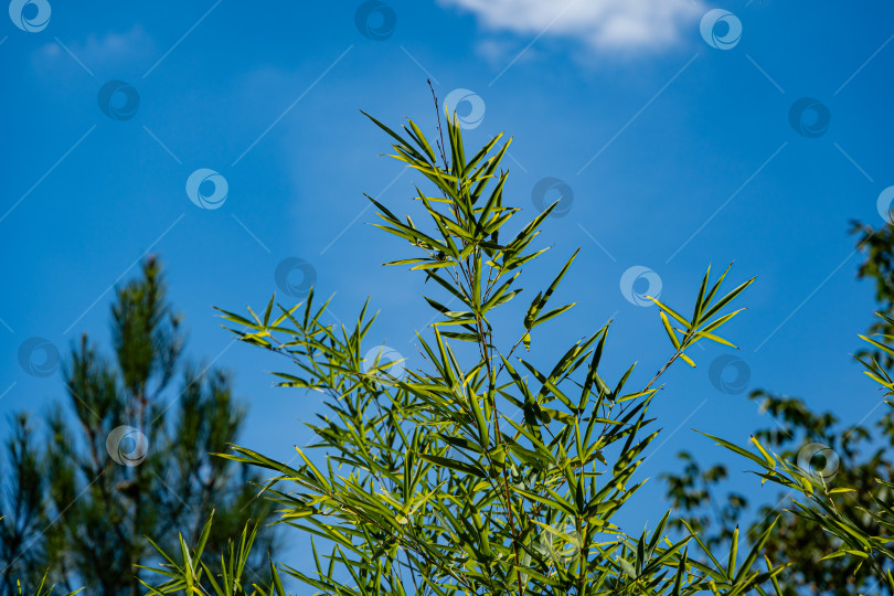 Скачать Бамбук Phyllostachys aureosulcata. Ветви бамбука с зелеными листьями на фоне голубого неба. Размытый фон вечнозеленых и листопадных растений. Выборочный фокус. Экзотическое растение в ландшафтном саду. фотосток Ozero