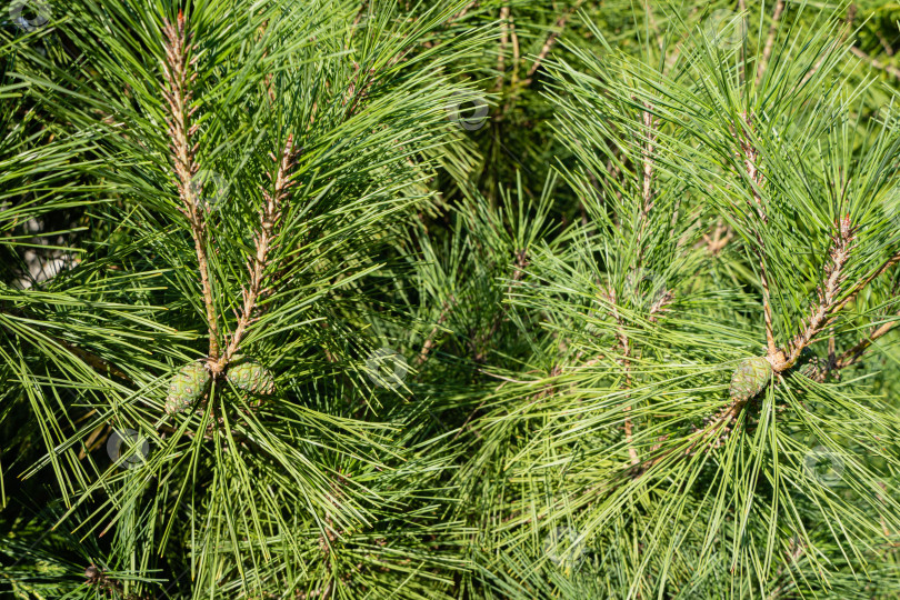 Скачать Pinus densiflora Umbraculifera в вечнозеленом ландшафтном саду. Крупный план. Зеленые прошлогодние шишки на сосновой ветке. Текстура для дизайна. Природа Северного Кавказа. фотосток Ozero