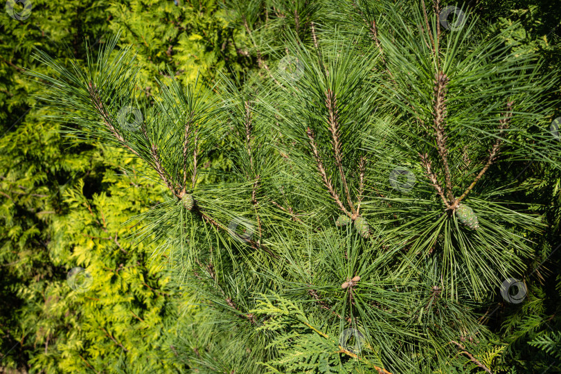 Скачать Pinus densiflora Umbraculifera в вечнозеленом ландшафтном саду. Крупный план. Зеленые прошлогодние шишки на сосновой ветке. Размытый желто-зеленый фон. Выборочный фокус. Текстура. Природа Северного Кавказа. фотосток Ozero