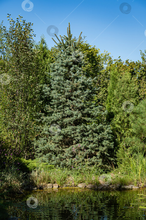 Скачать Голубая ель Picea pungens на берегу садового пруда. Вечнозеленый ландшафтный сад. Отражение голубой рождественской елки и других вечнозеленых деревьев в зеркальной поверхности пруда. Концепция природы для дизайна. фотосток Ozero