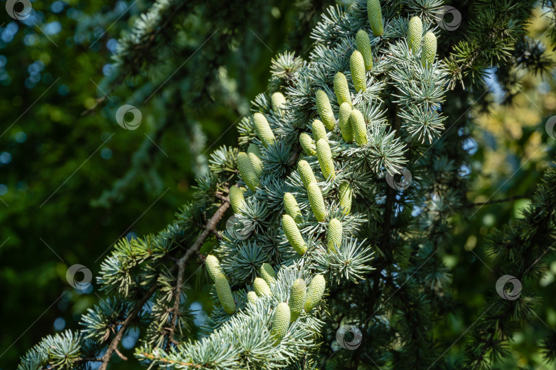 Скачать Cedrus Atlantica Glauca - дерево, также известное как Голубой атласский кедр или Cedrus libani atlantica. Шишки на ветвях с игольчатыми листьями. Размытый фон. Городской парк "Краснодар" или парк Галицкого. фотосток Ozero