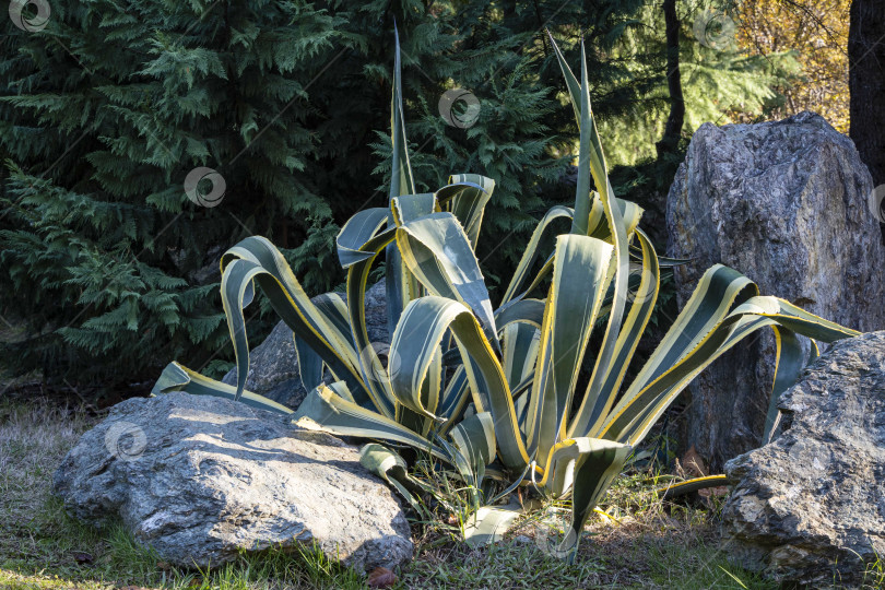 Скачать Сочи, Россия - 07 декабря 2020 года: Американская агава (Agave americana) в полоску среди больших серых камней в ландшафтном парке Эвергрин. Крупный план. Агава, подсемейство агавовых, семейство спаржевых в солнечный зимний день. фотосток Ozero