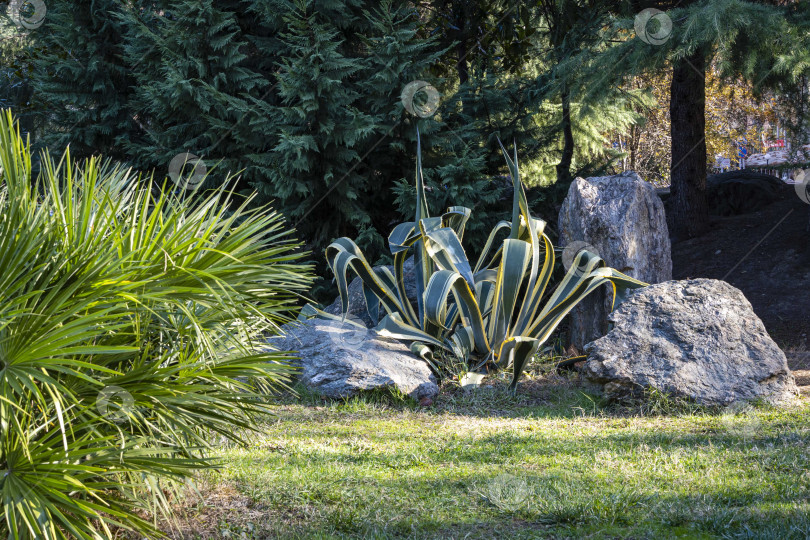 Скачать Сочи, Россия - 07 декабря 2020 года: Американская агава (Agave americana) в полоску среди больших серых камней в ландшафтном парке Эвергрин. Крупный план. Агава, подсемейство агавовых, семейство спаржевых в солнечный зимний день. фотосток Ozero