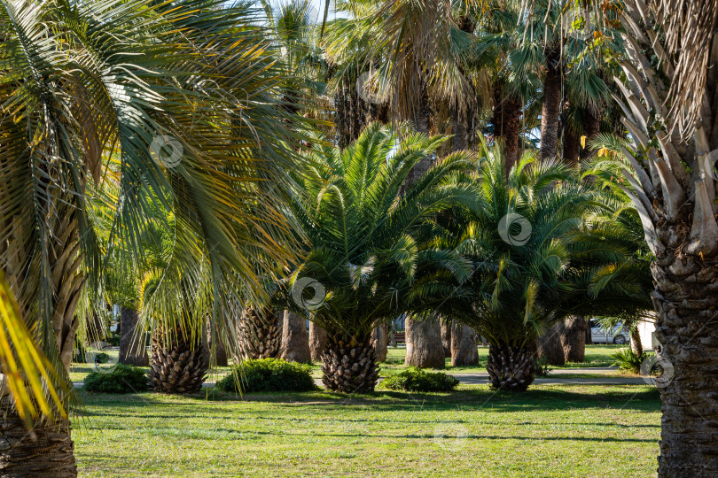 Скачать Декоративные пальмы. Финиковая пальма Канарских островов (Phoenix canariensis) в кооперативном парке недалеко от Сочинского морского торгового порта. Центральная часть города Сочи. Роскошные листья на фоне тропических растений. фотосток Ozero