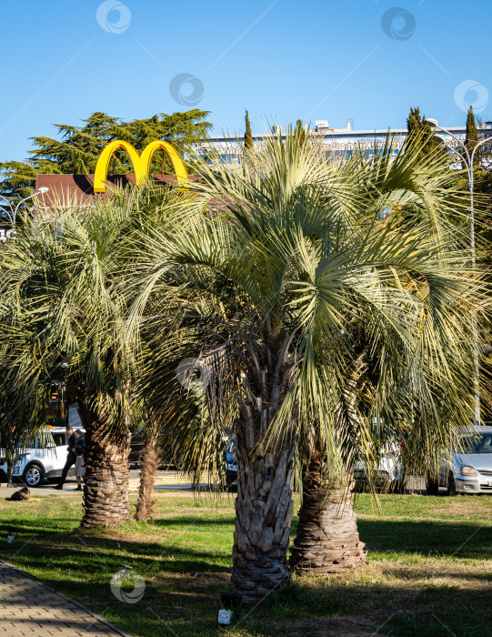 Скачать Буква "М" в логотипе ресторана McDonald's желтого цвета над пальмами Butia capitata с роскошными бирюзовыми листьями в кооперативном парке. Крупный план. Центр города. фотосток Ozero