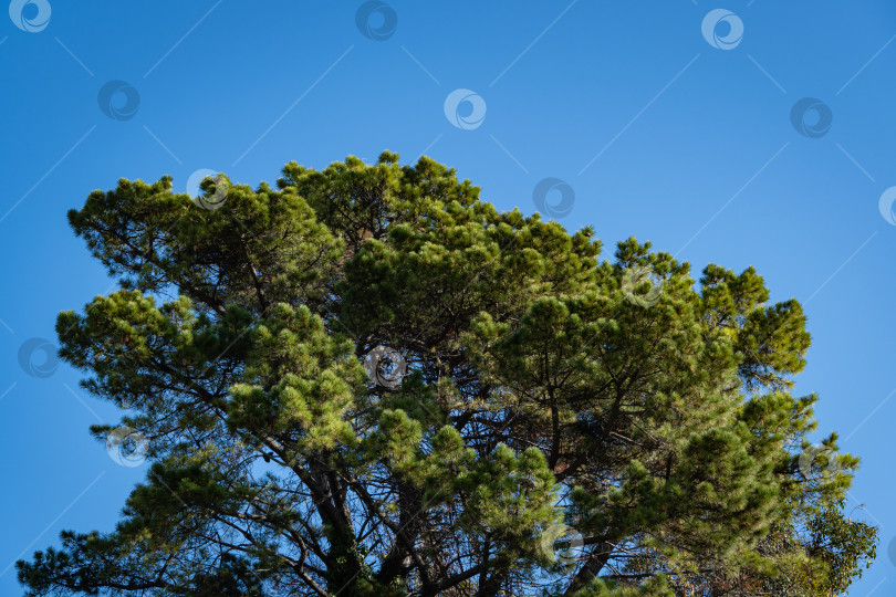 Скачать Итальянская каменная сосна (Pinus pinea), сосновый зонт на фоне голубого зимнего неба. Итальянский кедр (Pinus pinea) в общественном парке города-курорта Сочи. Ясный солнечный зимний день. фотосток Ozero