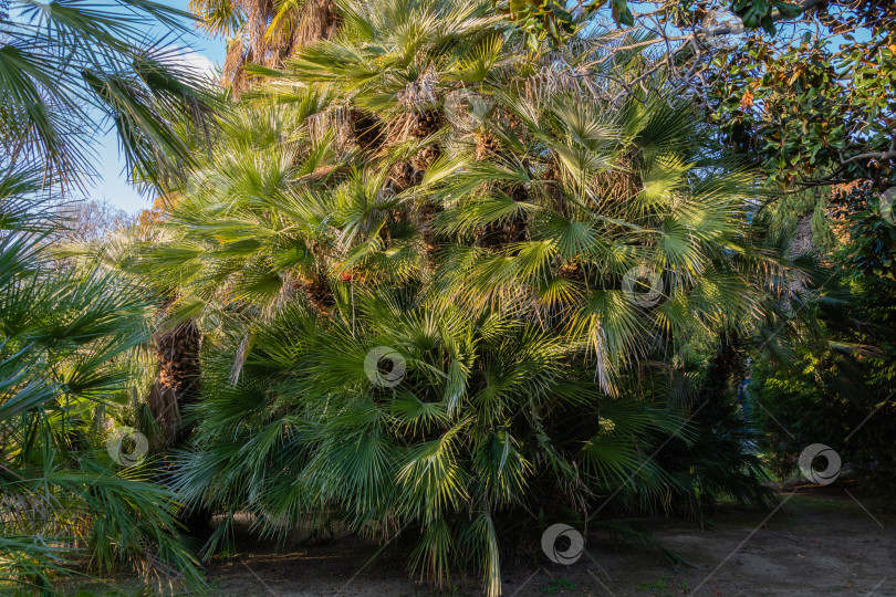 Скачать Красивая многоствольная пальма Chamaerops humilis, европейская веерная или средиземноморская карликовая пальма, окруженная вечнозелеными деревьями. Выборочный фокус. Ландшафтный парк города Сочи в лучах солнца на закате. фотосток Ozero