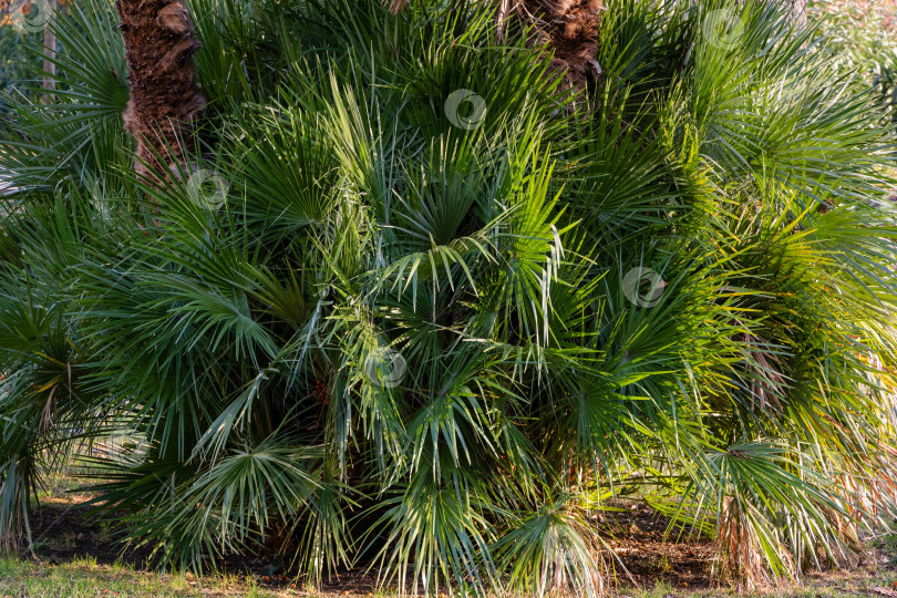 Скачать Красивая многоствольная пальма Chamaerops humilis, европейская веерная или средиземноморская карликовая пальма в ландшафтном парке города Сочи. Крупный план. Закат. Солнечный декабрьский день. фотосток Ozero