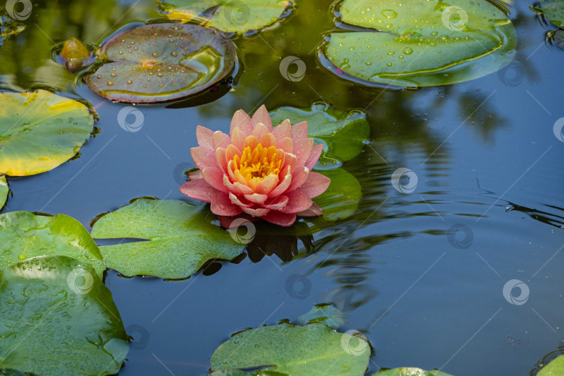 Скачать Волшебная большая ярко-розовая водяная лилия или цветок лотоса оранжевого цвета сансет Перри в пруду. Крупный план. Атмосфера спокойствия и релаксации. Нимфы отражаются в воде. Цветочный пейзаж на обоях природы. фотосток Ozero