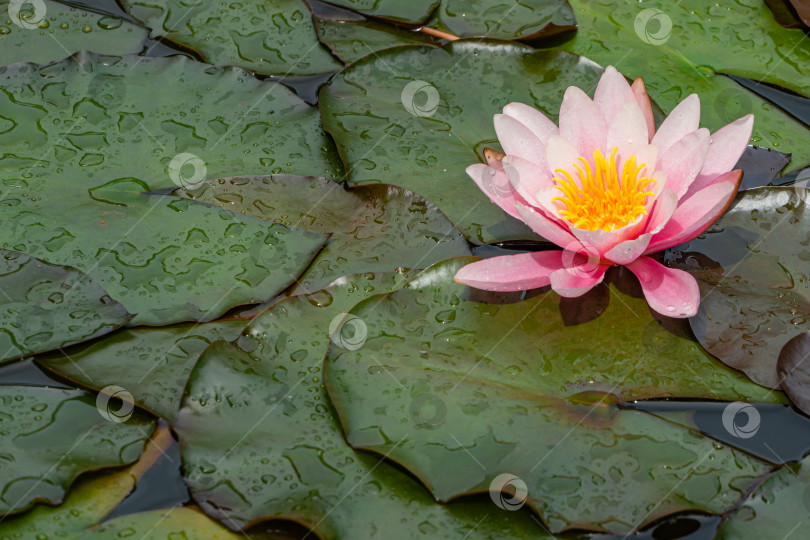 Скачать Волшебная розовая водяная лилия или цветок лотоса Marliacea Rosea в пруду. Крупный план. Нимфея с каплями воды на лепестках и листьях. Атмосфера спокойного расслабления и любви. Цветочный пейзаж для обоев природа. фотосток Ozero