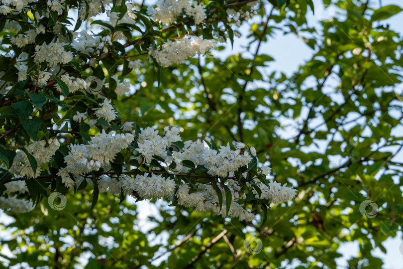 Скачать Цветущий куст жасмина Philadelphus lewisii на размытом зеленом фоне. Крупным планом махровые белые цветы на ветвях. Выборочный фокус. Цветочный пейзаж для любых обоев. Есть место для текста фотосток Ozero