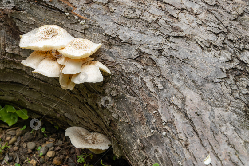 Скачать Белые с коричневыми шляпками грибы из семейства полипоровых. Lentinus tigrinus на стволе старой яблони. Съедобные грибы в естественной среде обитания в саду. Место для вашего текста. фотосток Ozero