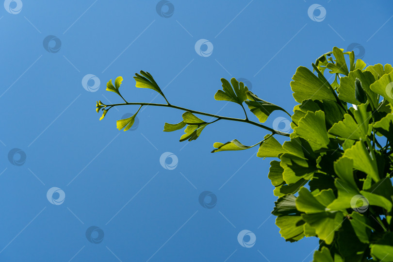 Скачать Дерево гинкго (Ginkgo biloba) или гингко. Новые ярко-зеленые листья на ветке дерева гинкго на фоне голубого неба. Выборочный крупный план. Свежая концепция природы обоев. Место для вашего текста. фотосток Ozero
