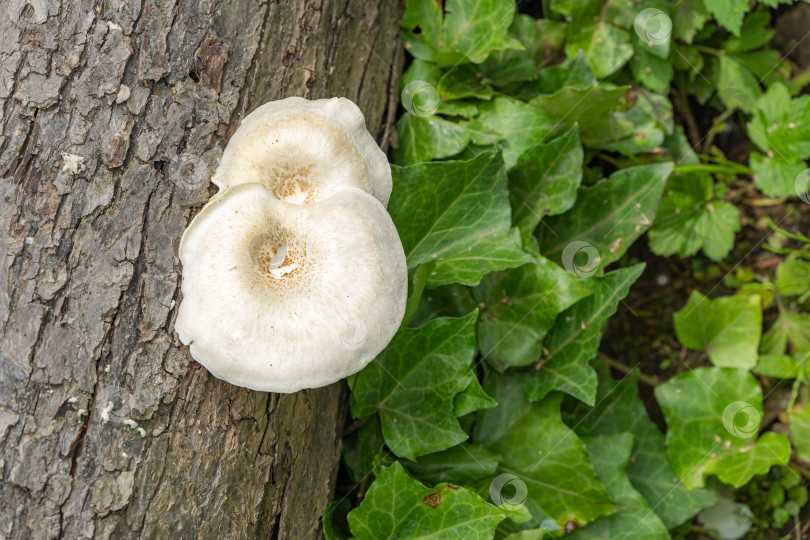 Скачать Белые с коричневыми шляпками грибы из семейства полипоровых. Lentinus tigrinus на стволе старой яблони. Съедобные грибы в естественной среде обитания в саду. Место для вашего текста. фотосток Ozero