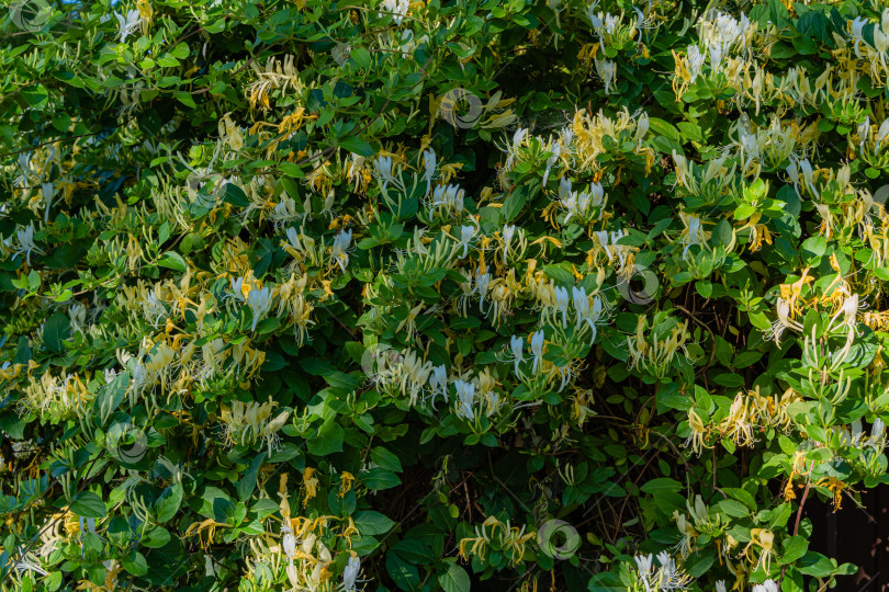 Скачать Lonicera japonica, известная как японская жимолость и золотисто-серебристая жимолость. Крупный план. Белые и желтые цветы на ветвях вечнозеленой цветущей ароматной лианы. Концепция природы для дизайна. фотосток Ozero