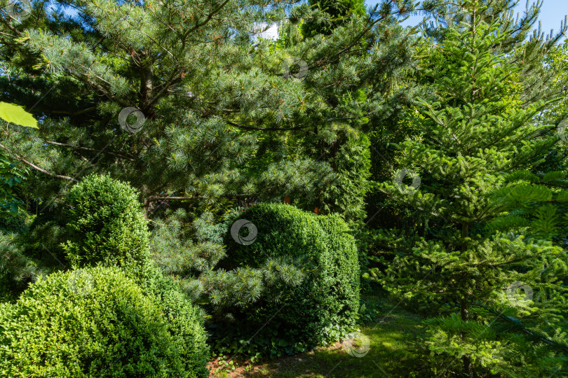 Скачать Вечнозеленый ландшафтный сад. Самшит Buxus sempervirens или европейский самшит с яркой блестящей молодой зеленой листвой. Размытый зеленый фон. Закрыть. Выборочный фокус. Место для вашего текста. фотосток Ozero