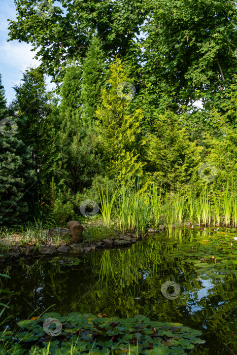 Скачать Волшебный садовый пруд с цветущими кувшинками и лотосами. Вечнозеленый ландшафтный сад. Водные растения и вечнозеленые растения вдоль побережья отражаются в воде. Атмосфера спокойного расслабления и счастья фотосток Ozero