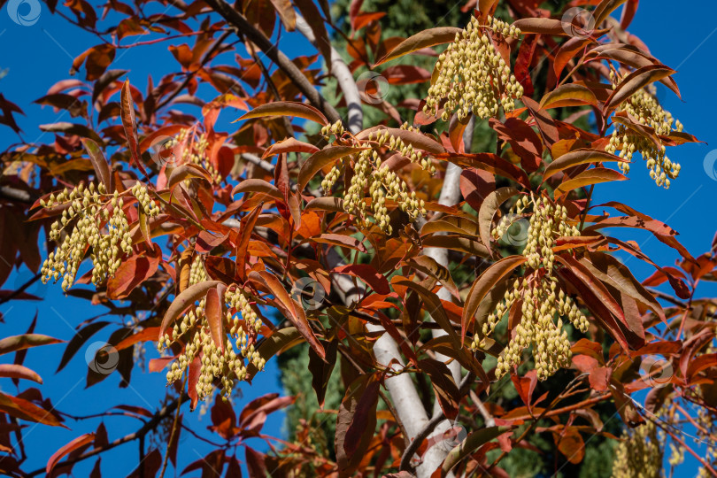 Скачать Кислое дерево (Oxydendrum arboreum) с красными листьями и желтыми семенами на фоне голубого неба. Крупный план. Красивое редкое растение семейства вересковых. Городской парк Краснодара или парк Галицкого. Солнечный осенний день 2020 года. фотосток Ozero