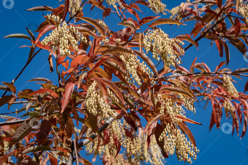 Скачать Кислое дерево (Oxydendrum arboreum) с красными листьями и желтыми семенами на фоне голубого неба. Крупный план. Красивое редкое растение семейства вересковых. Городской парк Краснодара или парк Галицкого. Солнечный осенний день 2020 года. фотосток Ozero