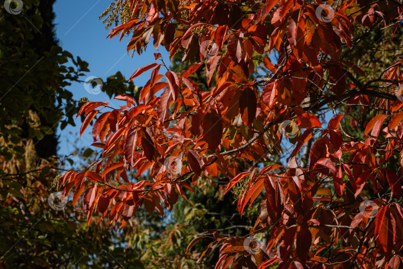 Скачать Кислое дерево (Oxydendrum arboreum) с красными листьями и желтыми семенами на фоне голубого неба. Крупный план. Красивое редкое растение семейства вересковых. Городской парк Краснодара или парк Галицкого. Солнечный осенний день 2020 года. фотосток Ozero