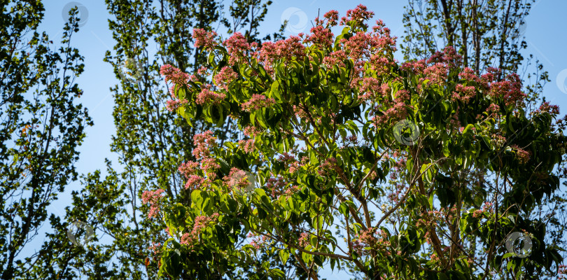 Скачать Цветущие деревья Heptacodium miconioides или семь цветочных деревьев на размытом фоне деревьев. Зона отдыха у фонтана Бугенвиллия. Общественный ландшафтный городской парк Краснодара для отдыха и прогулок. фотосток Ozero